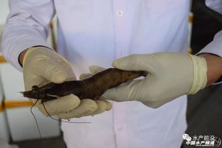 布局了养殖动保加工与流通,欲成水产界 温氏