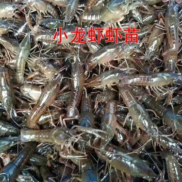 虾苗多少钱一万尾