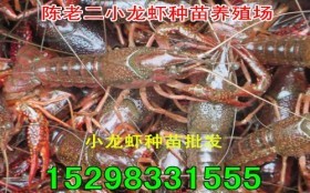 临沧虾苗养殖/纯淡水虾苗/优质虾苗批发