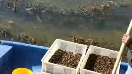 年前有很多龙虾苗,年后开春却没看到什么虾苗?