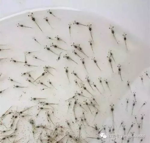 真技术 虾苗放的好,养虾才能顺顺利利