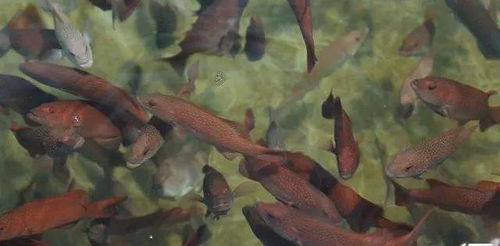 文昌冯家湾再造 虾苗谷 ,水产养殖迈入绿色发展时代