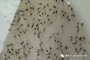 养虾人,2018年购买虾苗注意三大坑,不然亏上百万不算多