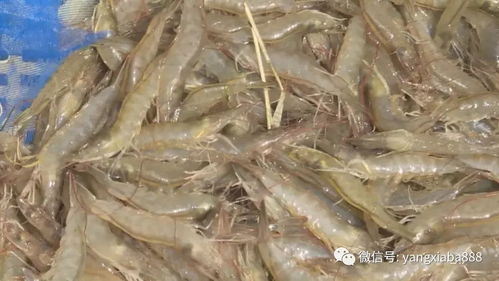 甘肃景泰 巧养盐碱水虾,告别吃冻虾死虾的历史