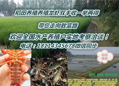 辛集种虾苗现在火爆价格