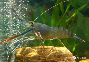 大学教授跨界创业,培育产品成抢手货