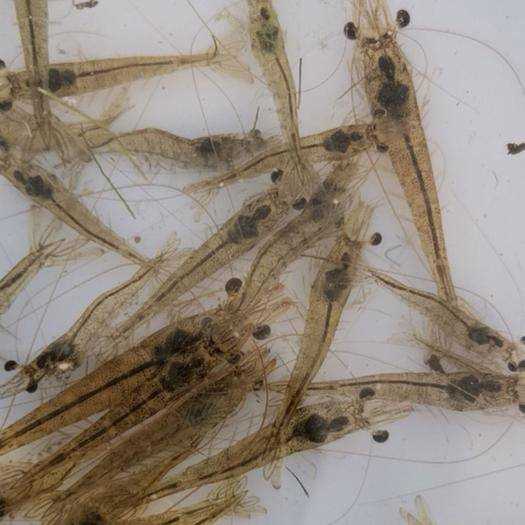 虾苗批发市场 武汉农养家 海南虾苗批发