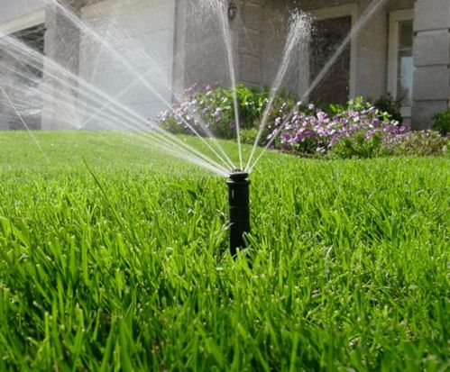 今日夏至,注意防暑降温,园林苗木养护