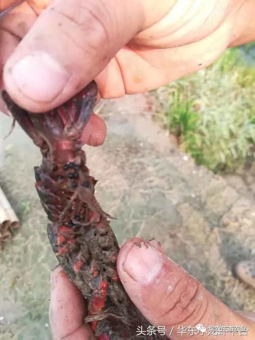 小麦底肥,用二铵还是用复合肥 这次终于搞懂了 判断小龙虾是否繁殖过 还有多久繁殖小虾苗的经验分