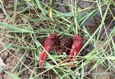 自家的塘口的小龙虾是越养越小,原因竟然是它...