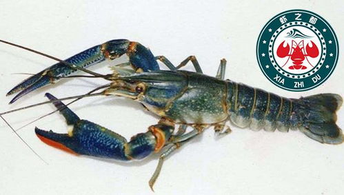 虾之都澳洲淡水龙虾养殖众多福利让你无忧