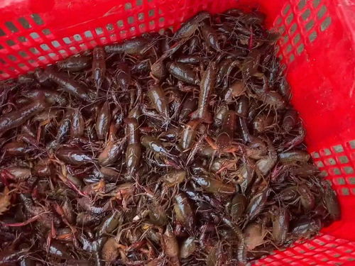 按照现在虾苗价格,是现在投放划算还是半个月之后