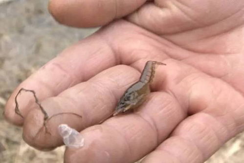 虾苗行业出了怪病 玻璃苗 发病率70 ,广东某地9成苗场出状况