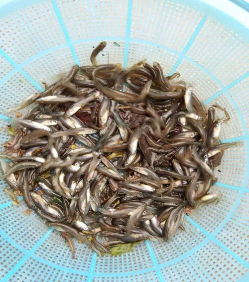 小龙虾如何快人一步 早日做好 五快 管理,增产增收更有保障