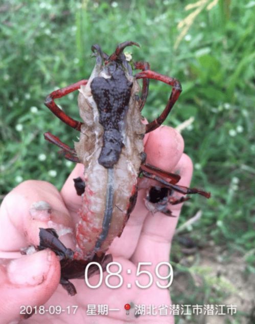 华扬小龙虾 325 盈利模式专题 2021年虾苗行情预测及秋冬育苗要点