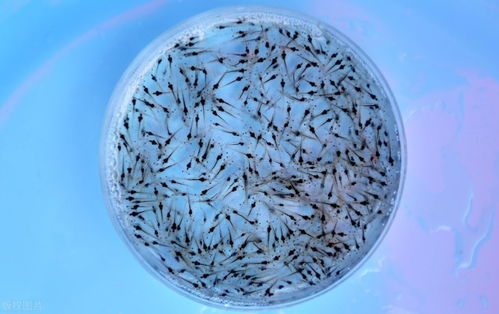 早春放虾苗为什么会出现成活率低问题 重点在这