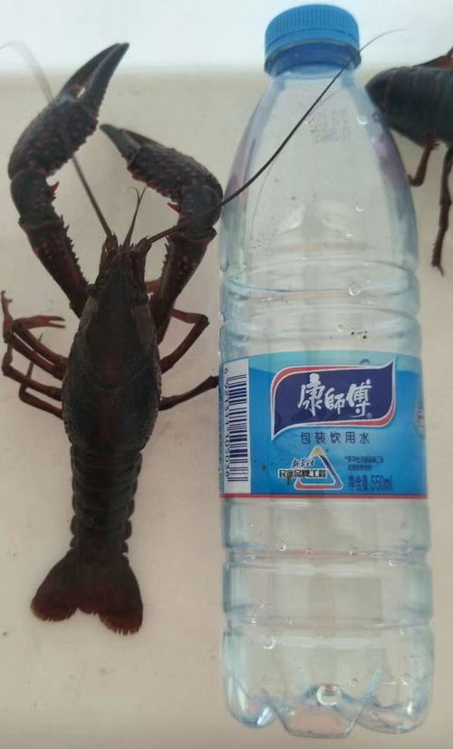 老塘轻松出大虾,平均规格7钱 亩纯利近万元,神爽龙虾料带您赚大钱 24