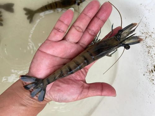 亩赚30万 年赚近300万 广东养虾人连续6年赚大钱,居然都用同一招