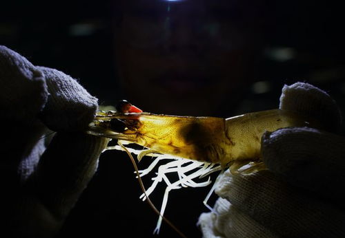 经济 河北曹妃甸 工厂化繁育虾苗忙