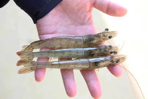 虾塘变红,意外的却转危为机,两亩虾塘赚了40万 这是怎么做到的 他靠这个克服了裸甲藻