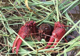 2018虾稻养殖户有补贴吗 50亩以上的每亩补贴300元