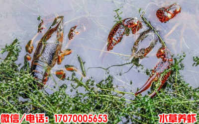 麟游县野生虾苗价钱多少 麟游县人工繁殖虾苗报价