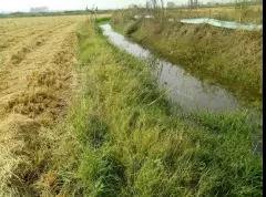 虾苗不上田的四大误区,看看你中了几招