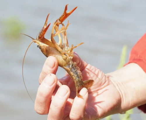 小龙虾养殖 避开集中上市,提早卖虾,这份技术指导要收藏