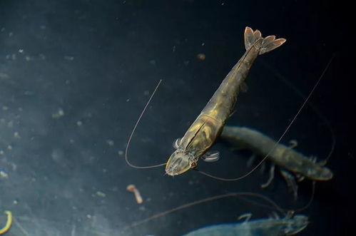 广东海兴农 科技兴农绘水产种业蓝图