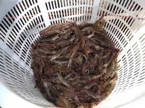 20万亩养虾区今年遭遇滑铁卢,这个虾苗企却热销30多亿尾