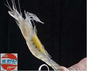 小白虾初期养殖指导 海水养殖 海水养殖 水产养殖网