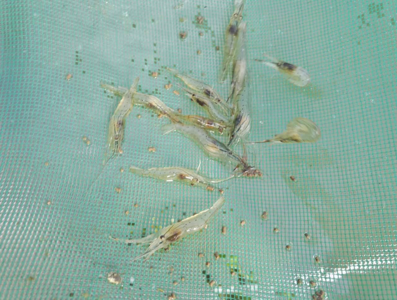 原只想赚那100块的摩的钱,却因此踏入了养虾业,一个做虾苗的水产人三个故事