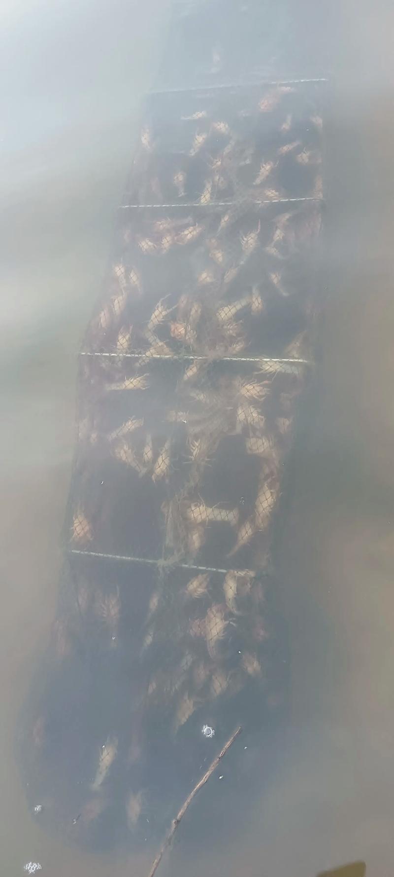 很漂亮的虾苗#小龙虾养殖