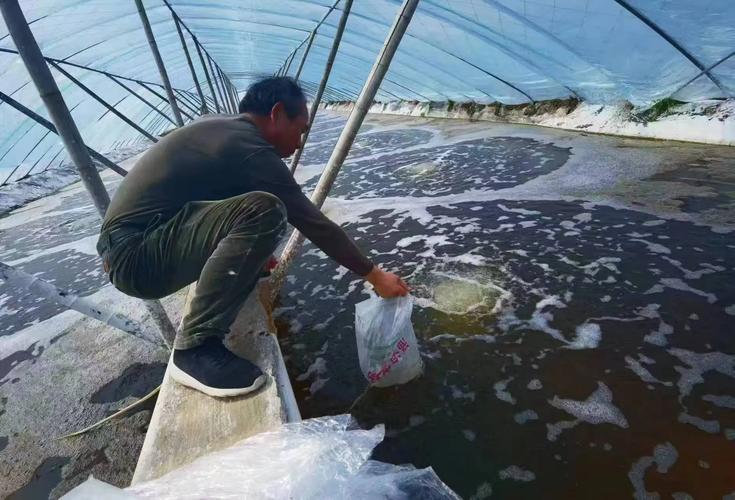 南美白对虾虾苗的选择与放苗技术