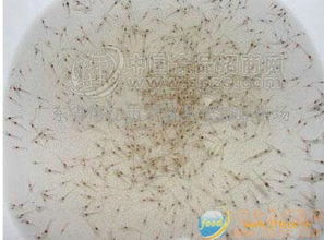 虾苗 幼体 批发价格 厂家 图片 食品招商网