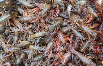 龙虾苗培育技术：从选种到出池的全程管理