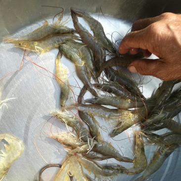 中山快大好养南美白对虾苗 优质虾苗助力高效养殖