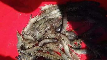 斑节王虾苗强势来袭 90天17头，2.8亩盈利21万，成活高风险低