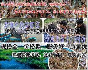 金台∕小龙虾苗全新报价表 诚信经营，优质虾苗批发