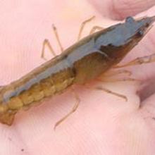 泉湖虾苗水产养殖场 专业供应高品质罗氏沼虾苗