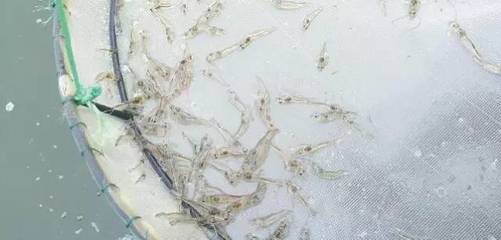 生物絮团技术 拯救濒临排塘对虾的绿色希望