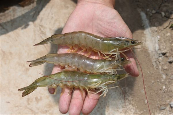 南美白对虾苗的培育与管理