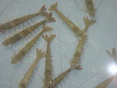 虾苗投放与喂养指南 一亩地放多少虾苗及每日饲料用量