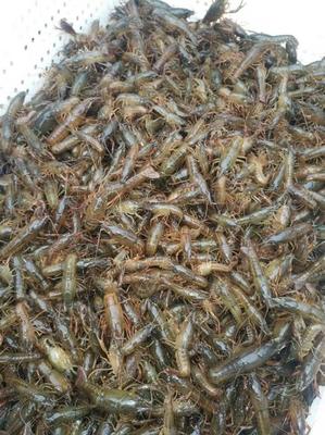 专业青虾苗出售，优质虾苗助您养殖成功