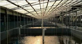 南北强强联合 广东海茂与黄骅金汇水产共拓北方2000亿虾苗市场