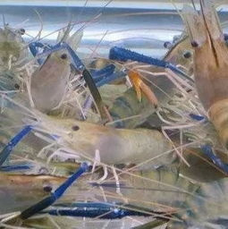 大学教授跨界创业，培育虾苗成市场抢手货