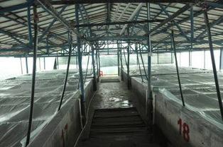 南美白对虾、斑节对虾、罗氏沼虾构建“铁三角”，三维布局全国虾苗体系市场