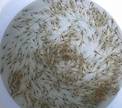 优质虾苗供应 青虾苗、河虾苗与日本沼虾苗