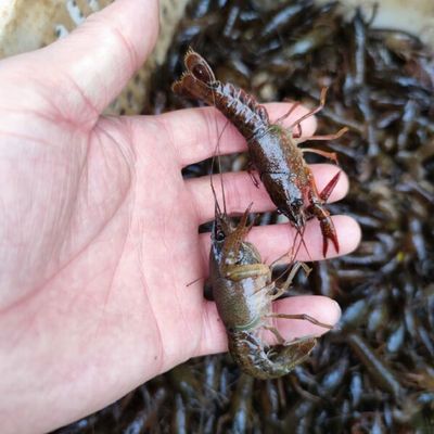 虾苗批发价格与行业趋势分析