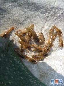 孝感虾苗产业 政策扶持与生态养殖齐头并进